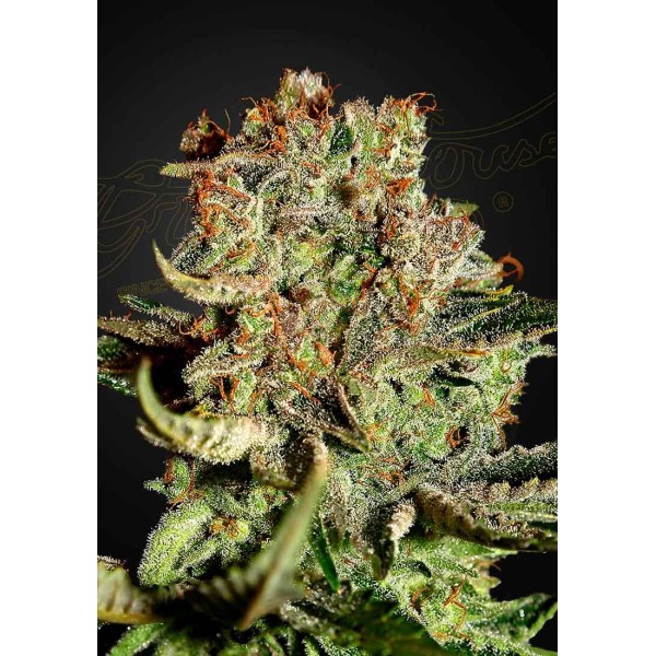 SUPER BUD