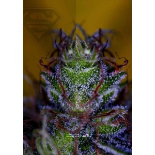 SUPERCHEESE