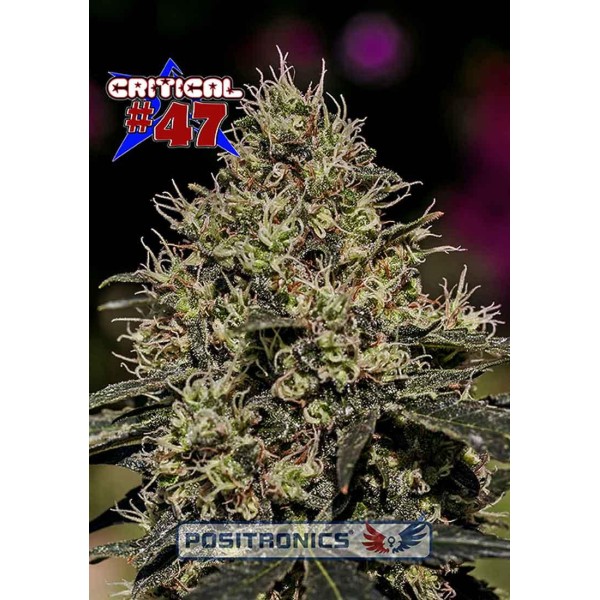 CRITICAL 47