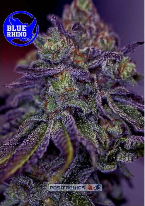 BLUE RHINO