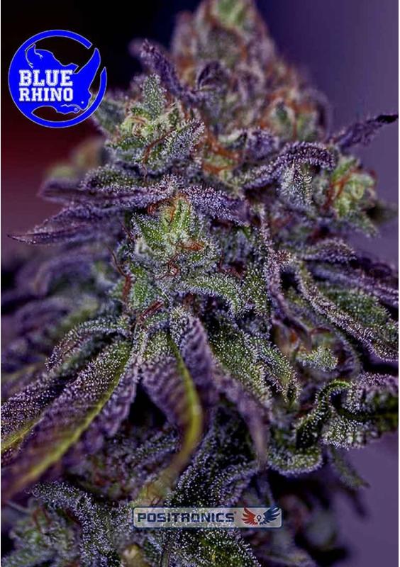 BLUE RHINO