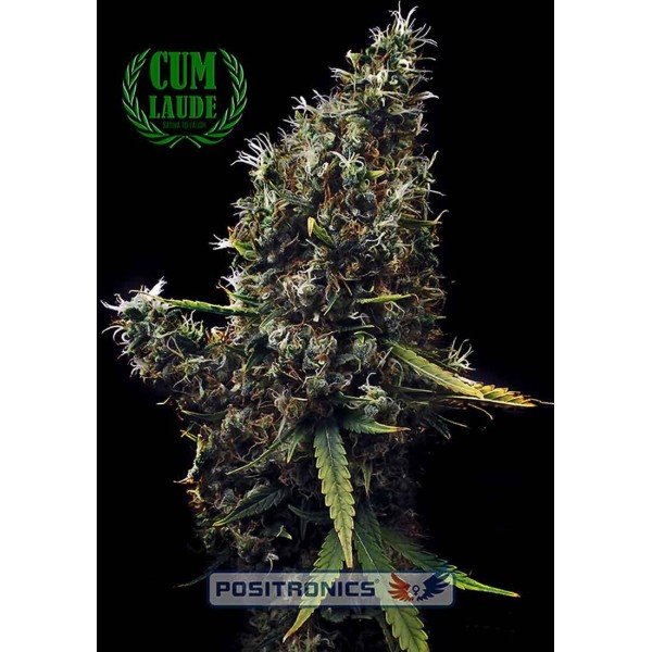 CUM LAUDE