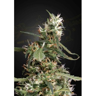 ARJAN'S ULTRA HAZE 1