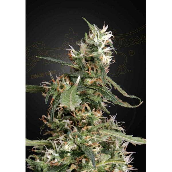 ARJAN'S ULTRA HAZE 1