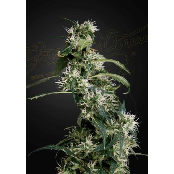 ARJAN'S ULTRA HAZE 2