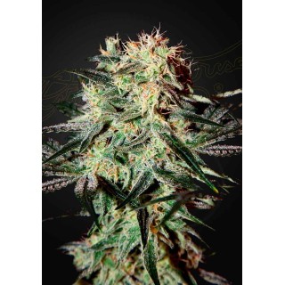 ARJAN'S STRAWBERRY HAZE