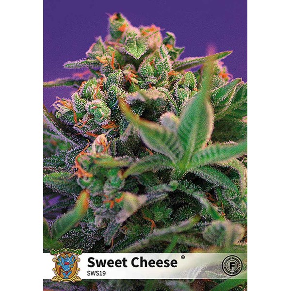 SWEET CHEESE