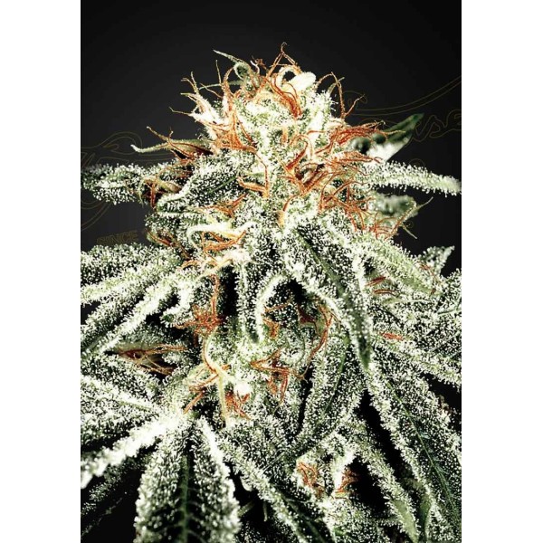 WHITE WIDOW