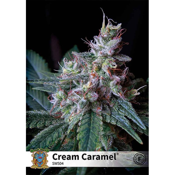 CREAM CARAMEL