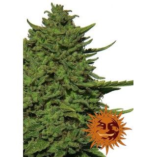 AMNESIA LEMON