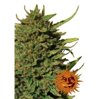 CRITICAL KUSH