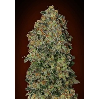 AUTO CHOCOLATE SKUNK