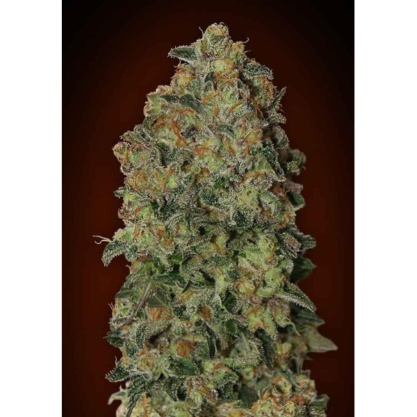 AUTO CHOCOLATE SKUNK