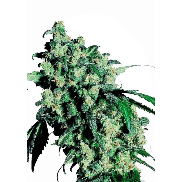 SUPER SKUNK