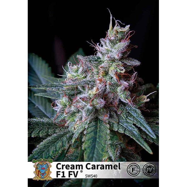 CREAM CARAMEL FAST VERSION