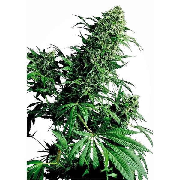 SHIVA SHANTI I REGULAR