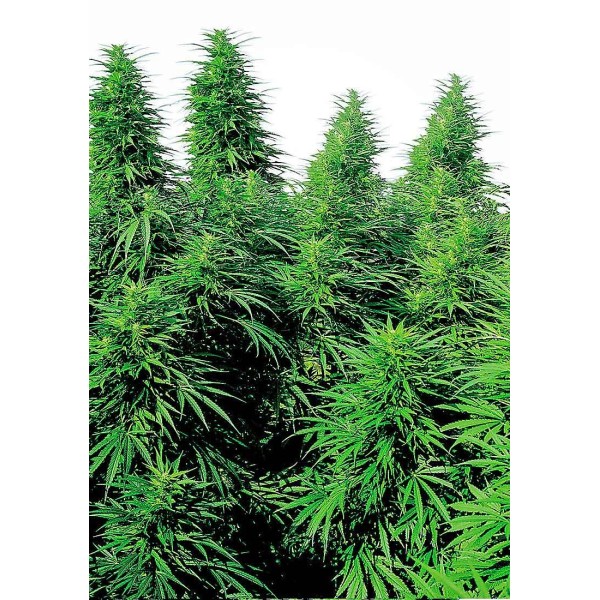 RUDERALIS SKUNK REGULAR