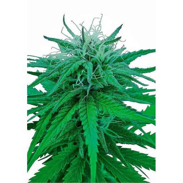 RUDERALIS INDICA REGULAR