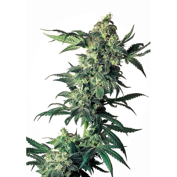 NORTHERN LIGHTS REGULAR