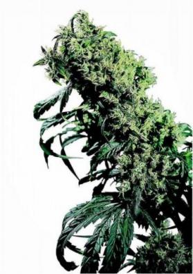 NORTHERN LIGHTS 5 X HAZE REGULAR