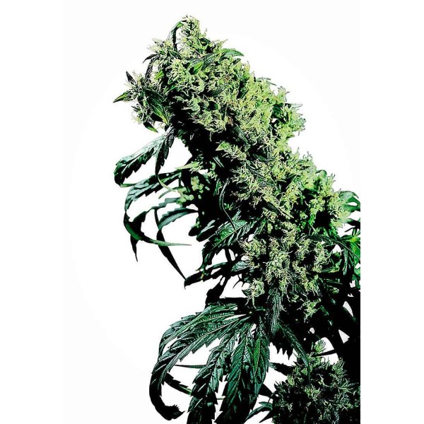 NORTHERN LIGHTS 5 X HAZE REGULAR