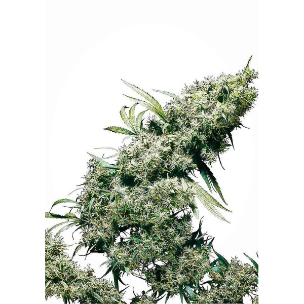 JAMAICAN PEARL REGULAR