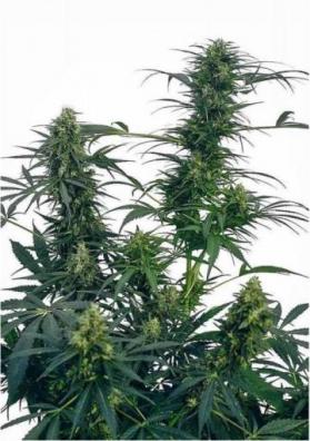 GUERRILLA'S GUSTO REGULAR