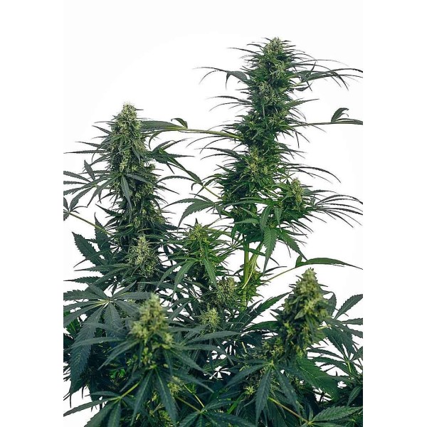 GUERRILLA'S GUSTO REGULAR