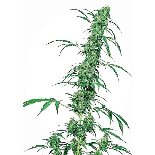 FRUITY JUICE REGULAR