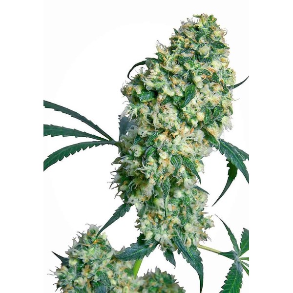 ED ROSENTHAL SUPER BUD REGULAR