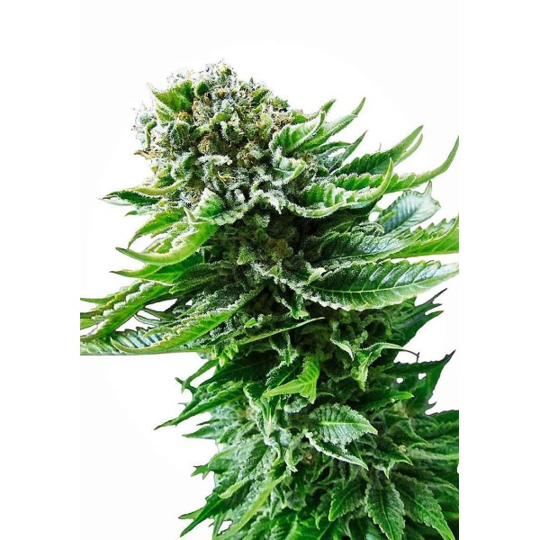 NORTHERN LIGHTS AUTO