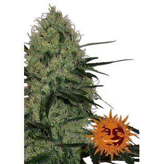 AUTO TANGERINE DREAM