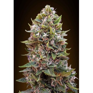 AUTO CHEESE BERRY