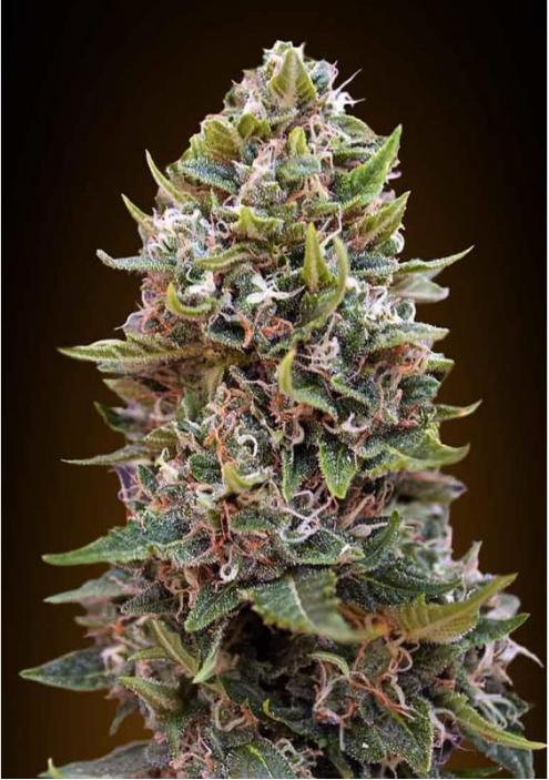 AUTO CHEESE BERRY