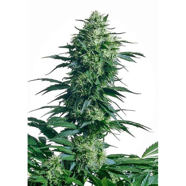 MOTHER'S FINEST REGULAR