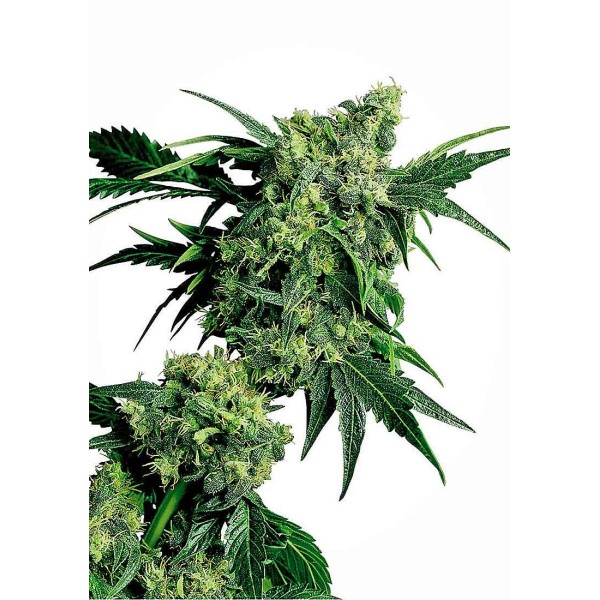 MR. NICE G13 x HASH PLANT REGULAR