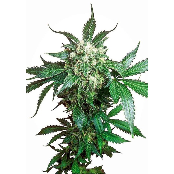 BLACK DOMINA REGULAR