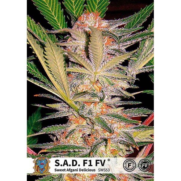 SWEET AFGHANI DELICIOUS FAST VERSION