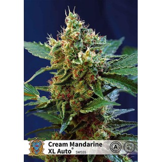 CREAM MANDARINE XL AUTO