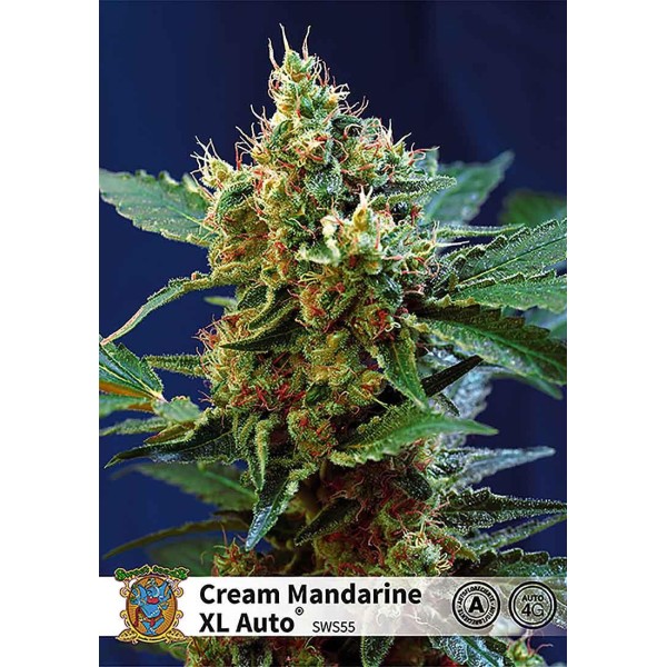 CREAM MANDARINE XL AUTO