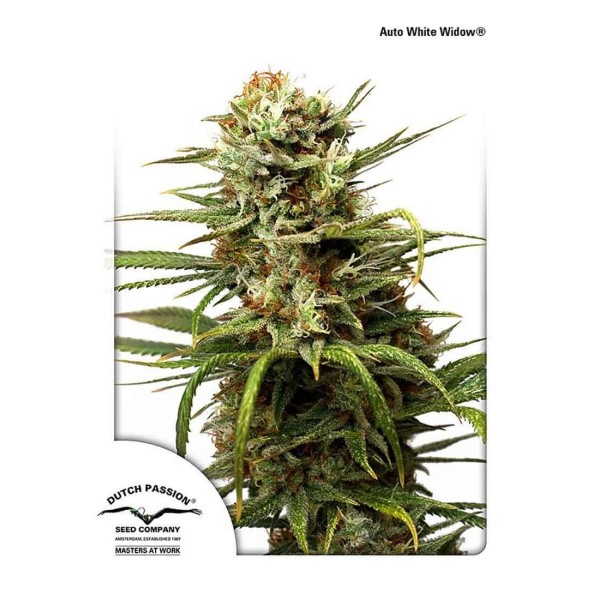 AUTOWHITE WIDOW
