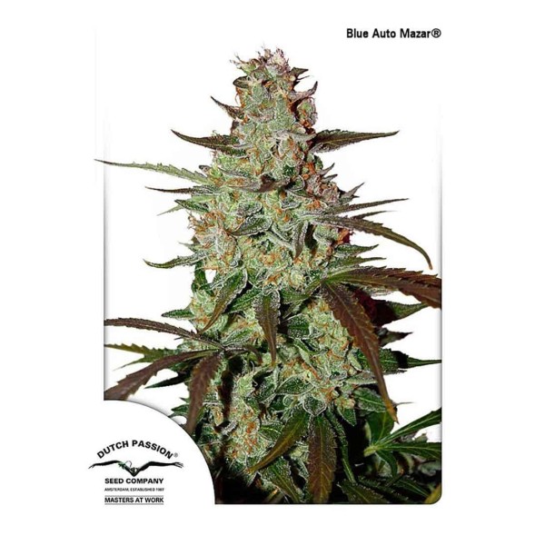 BLUE AUTOMAZAR