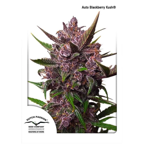 AUTOBLACKBERRY KUSH®