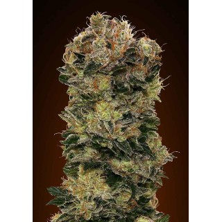 00 AUTO SWEET SOMA