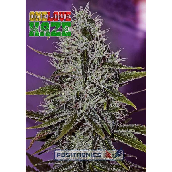 ONE LOVE HAZE