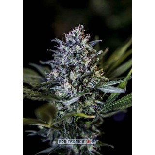 CBD+ BLACK WIDOW