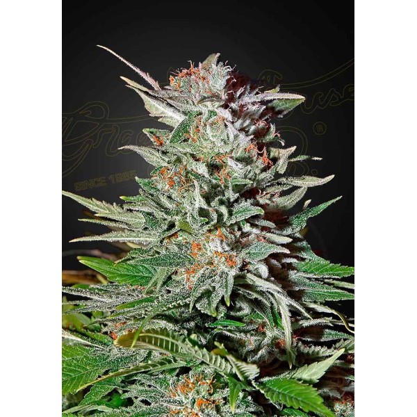 SUPER LEMON HAZE AUTO