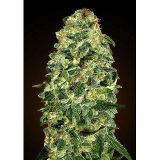 AUTO CALIFORNIA KUSH