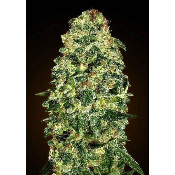 AUTO CALIFORNIA KUSH