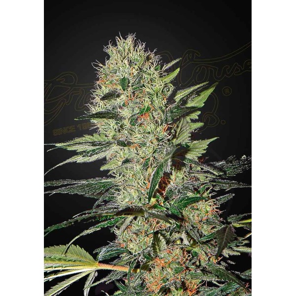EXODUS CHEESE AUTO